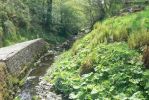 PICTURES/Mill of Benholm/t_Stream3.JPG
